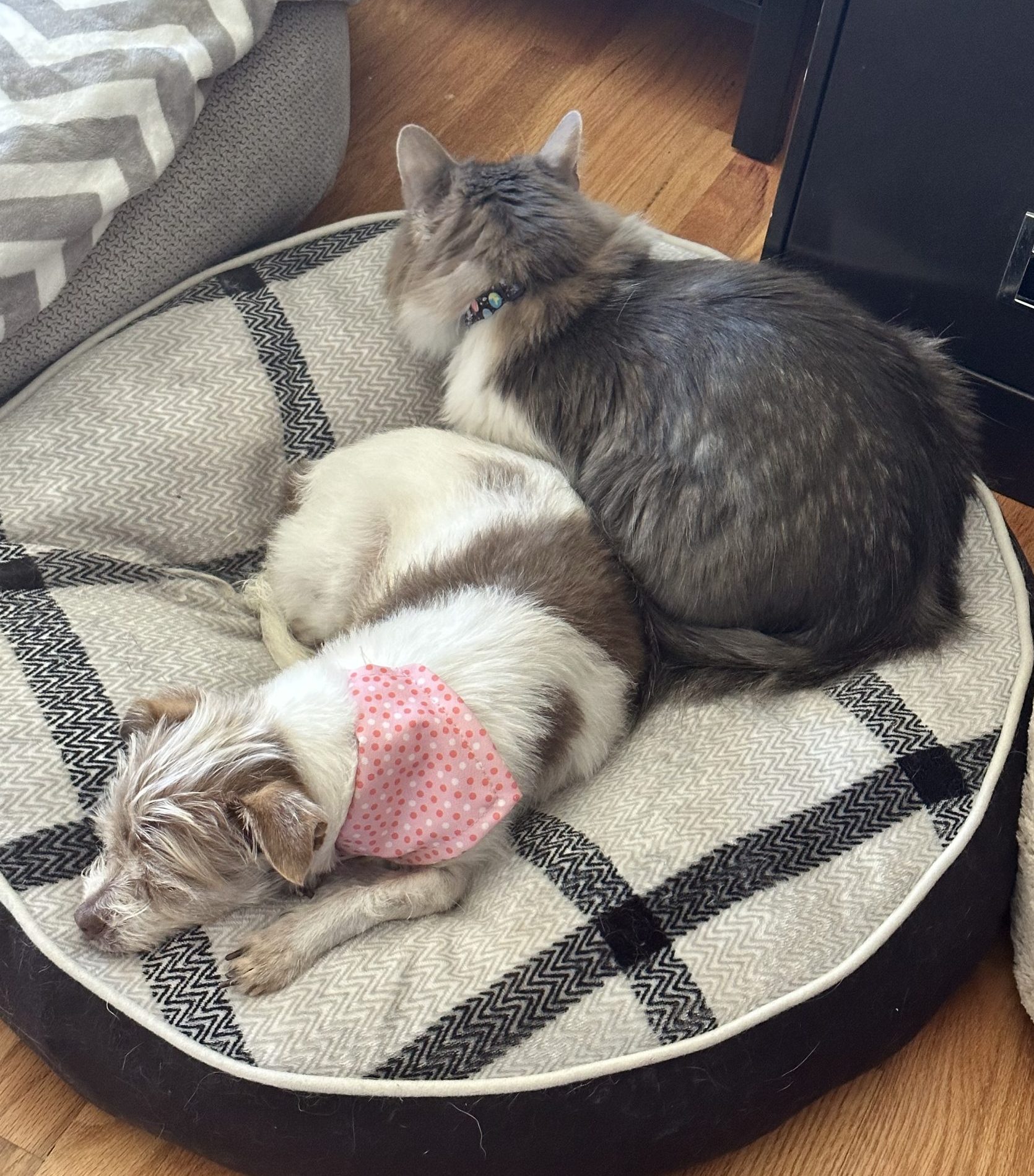 Muñeca sleeping on her bed with a cat