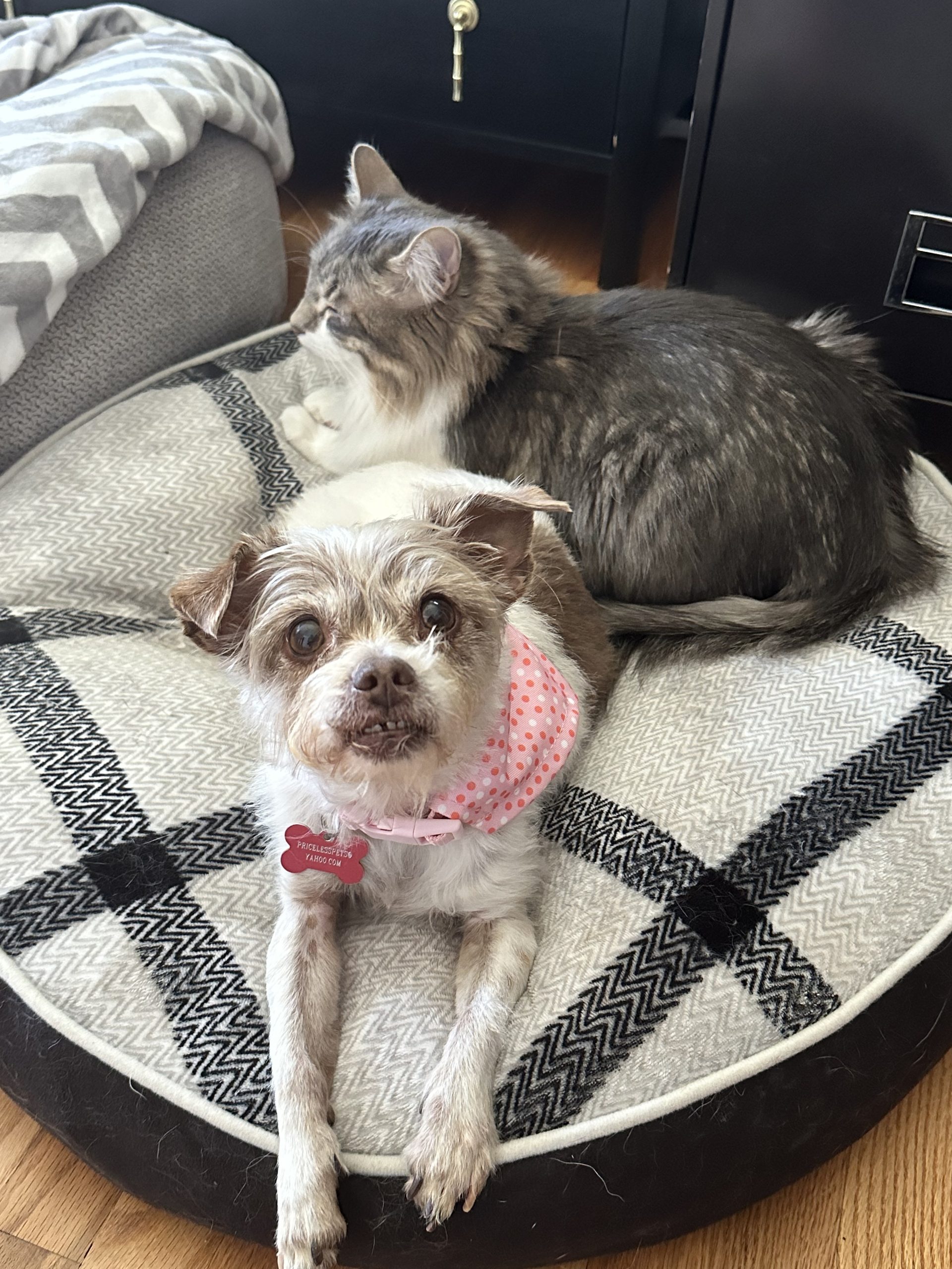 Muñeca on her dog bed with a cat