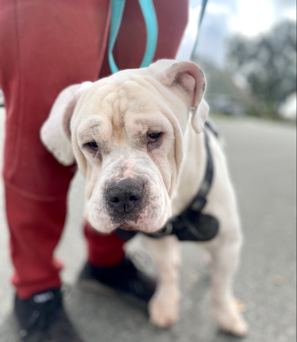 Abel, Bulldog/Mastiff Mix, looking into the camera