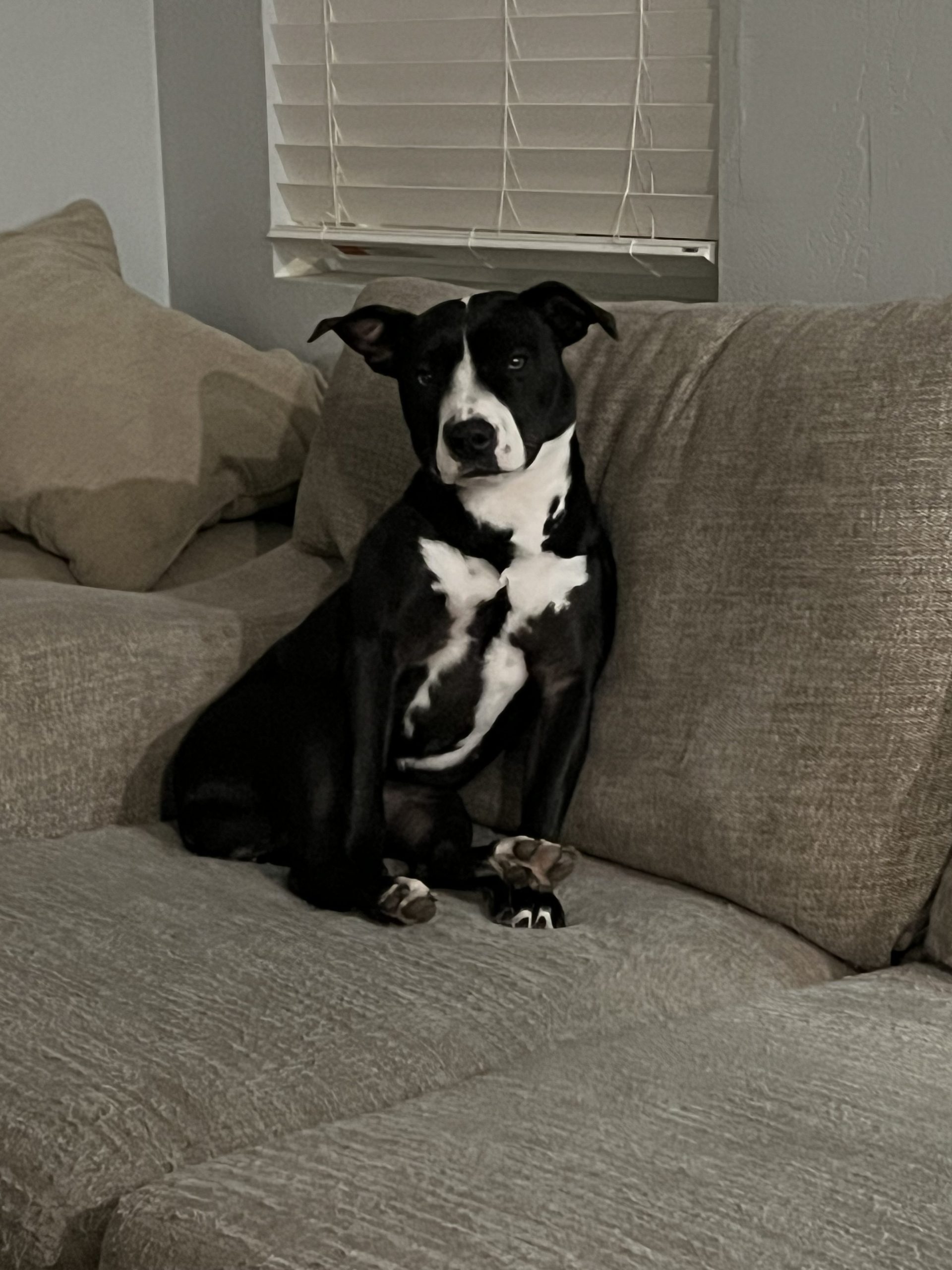 Penelope, black and white terrier mix, sitting on the couch
