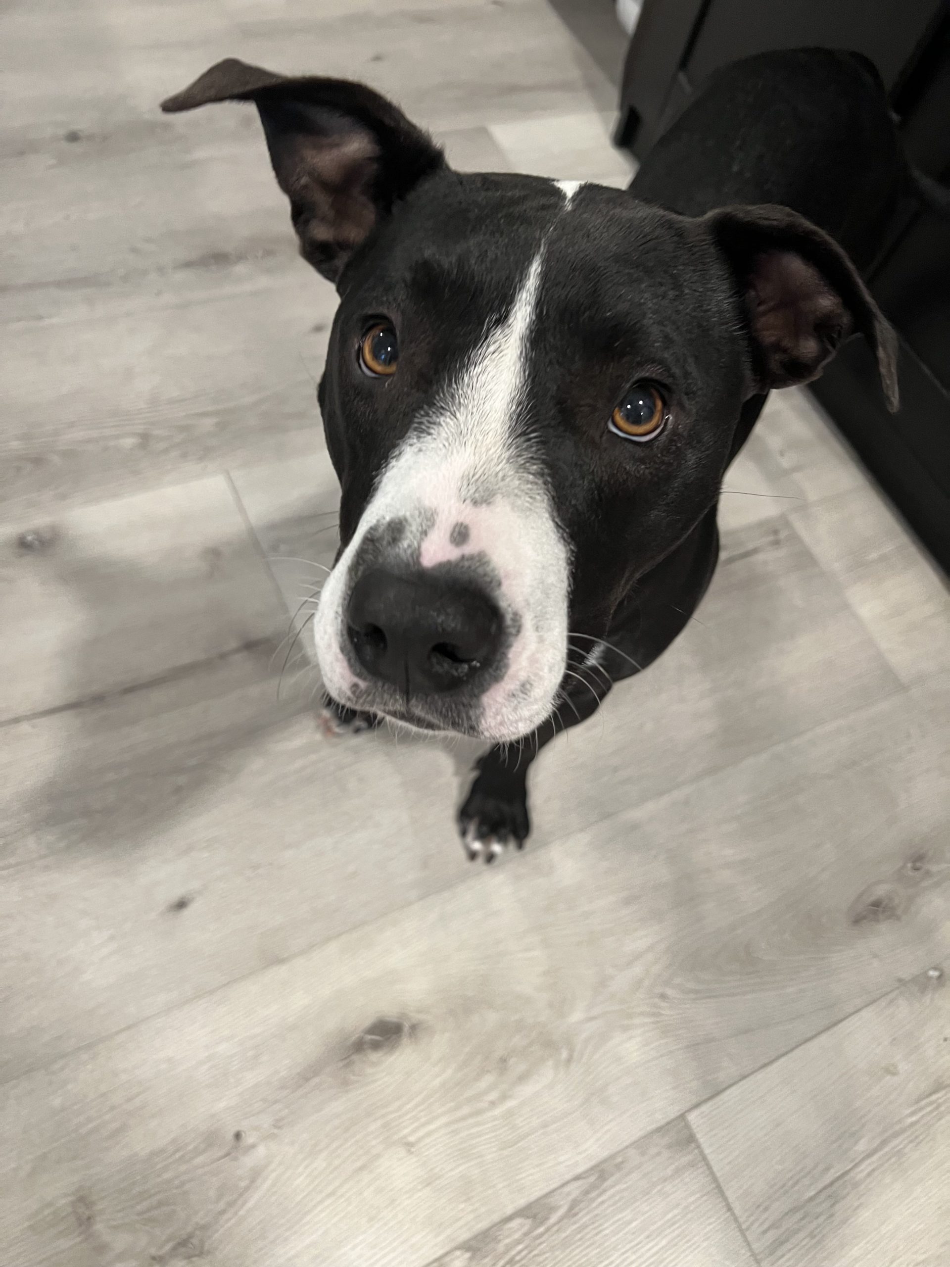 Penelope, black and white terrier mix, staring up at camera