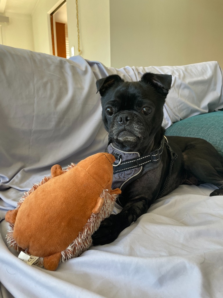 Rift laying down with a toy