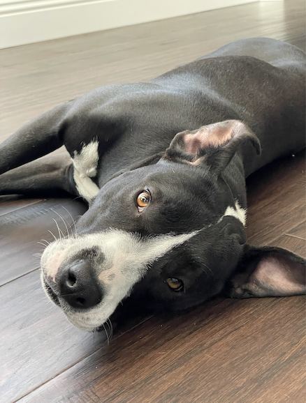 Penelope, black and white terrier mix, laying down on floor