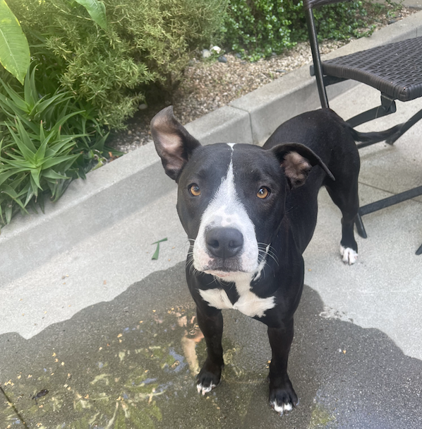 Penelope, black and white terrier mix, standing outside in backyard