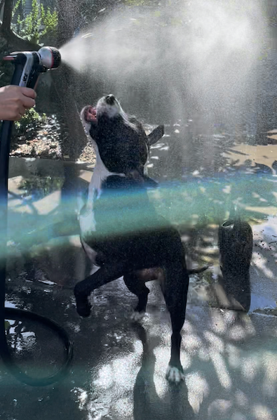 Penelope, black and white terrier mix, playing with garden hose