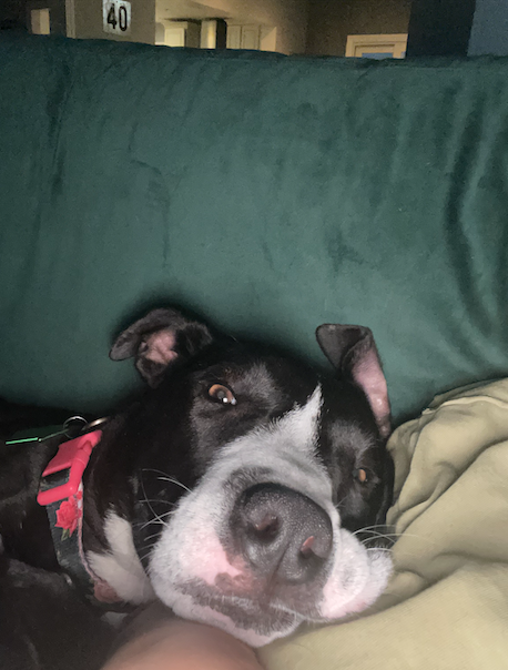 Penelope, black and white terrier mix, laying on the couch