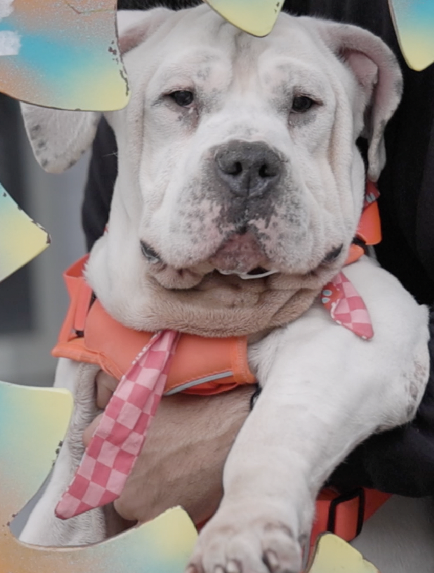 Abel, Bulldog/Mastiff Mix, wearing red harness, being held