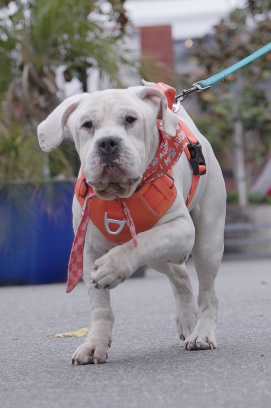 Abel, Bulldog/Mastiff Mix, wearing red harness, walking towards the camera