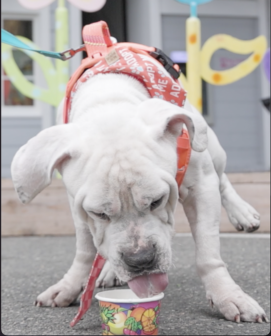 Abel, Bulldog/Mastiff Mix, wearing red harness, eating whip cream