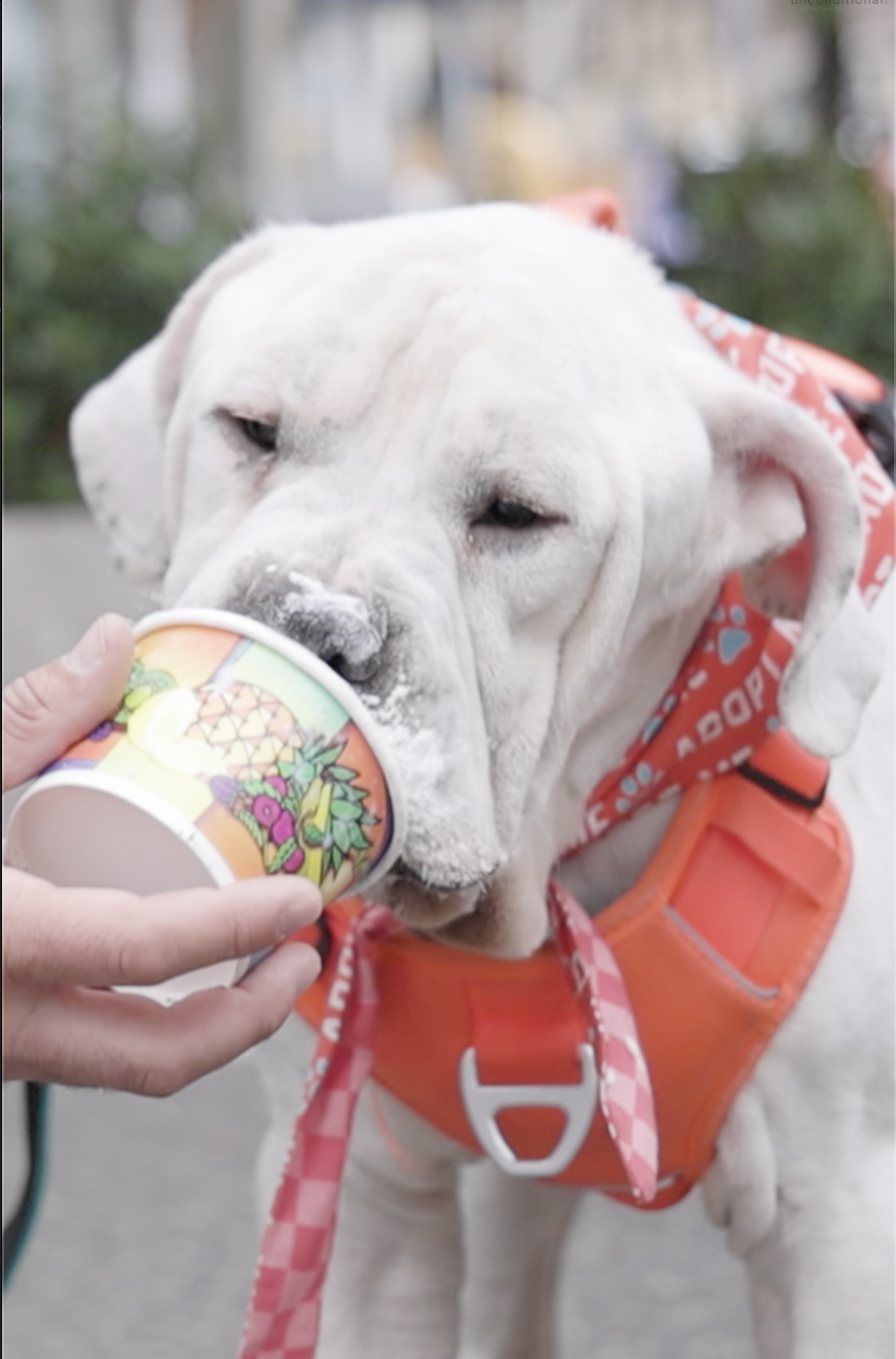 Abel, Bulldog/Mastiff Mix, wearing red harness, eating whip cream