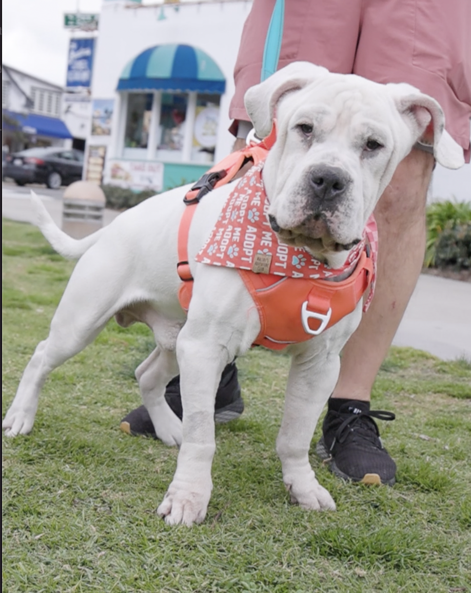 Abel, Bulldog/Mastiff Mix, wearing red harness, looking into camera