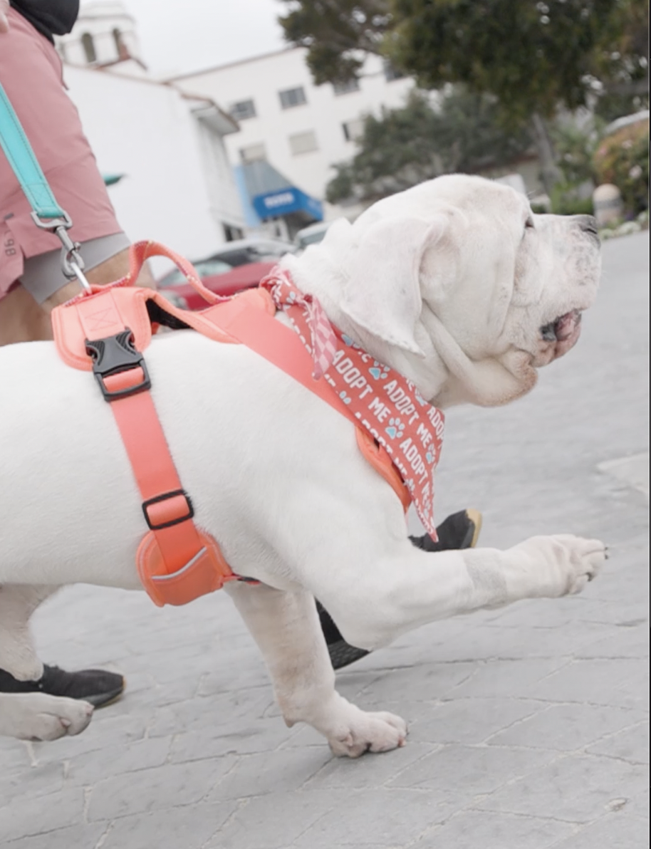 Abel, Bulldog/Mastiff Mix, wearing red harness and walking to the side