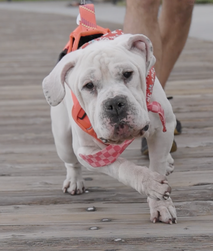 Abel, Bulldog/Mastiff Mix, wearing red harness, walking towards camera