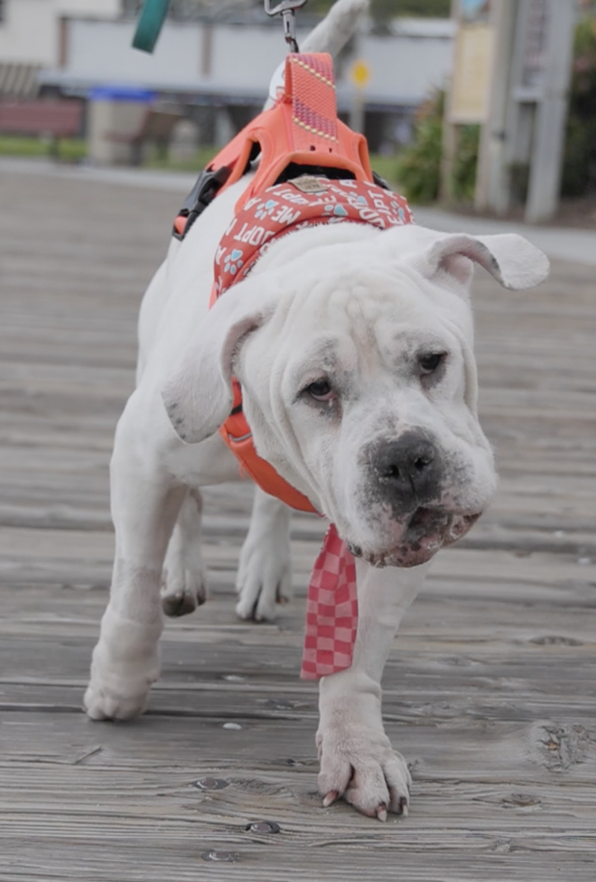 Abel, Bulldog/Mastiff Mix, wearing red harness and looking at camera