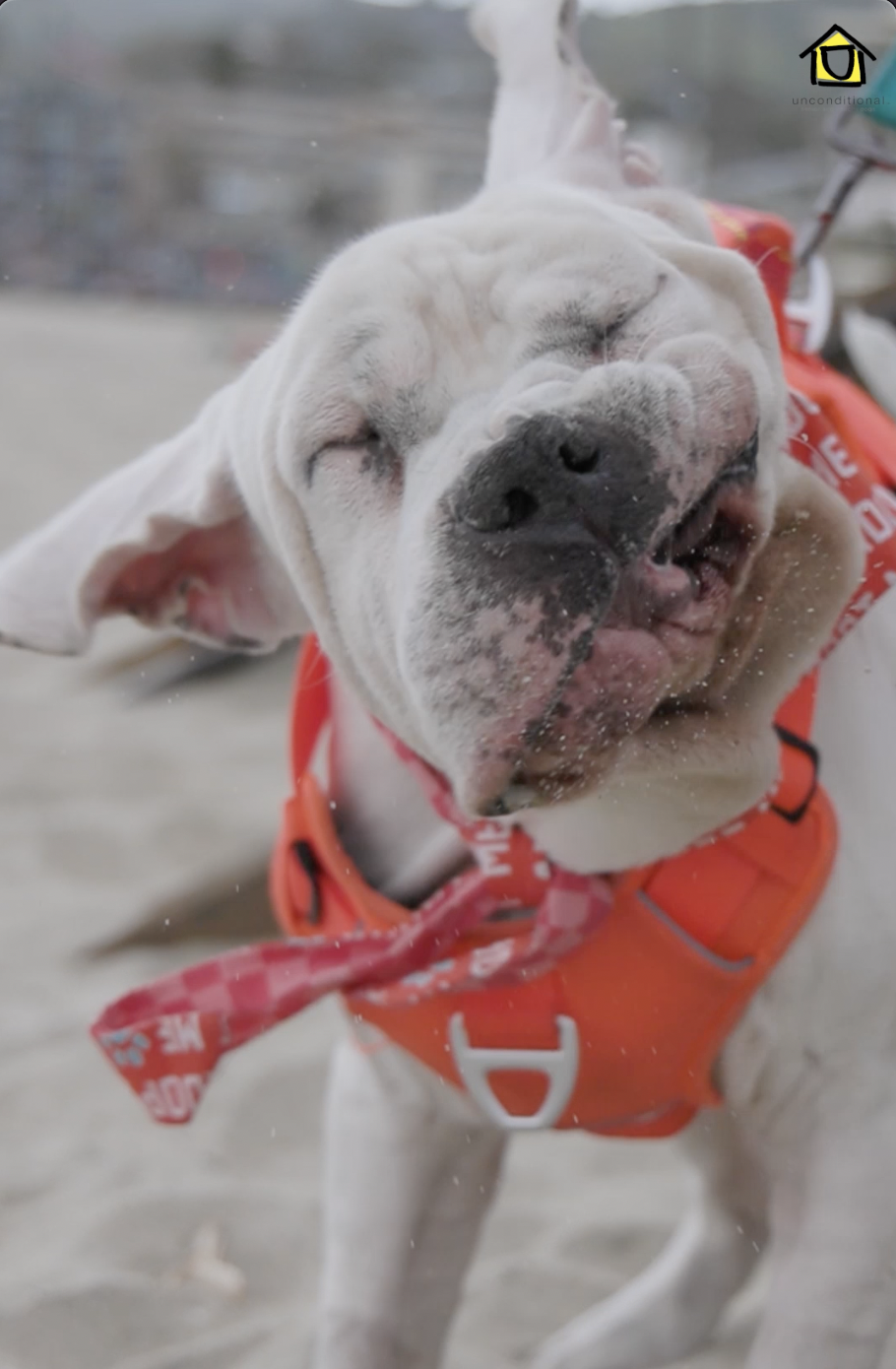 Abel, Bulldog/Mastiff Mix, wearing red harness, shaking his head