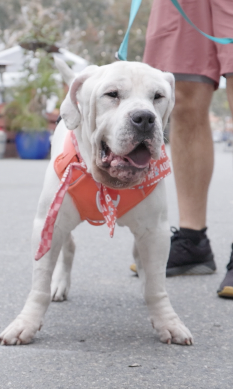 Abel, Bulldog/Mastiff Mix, wearing red harness, looking straight into the camera