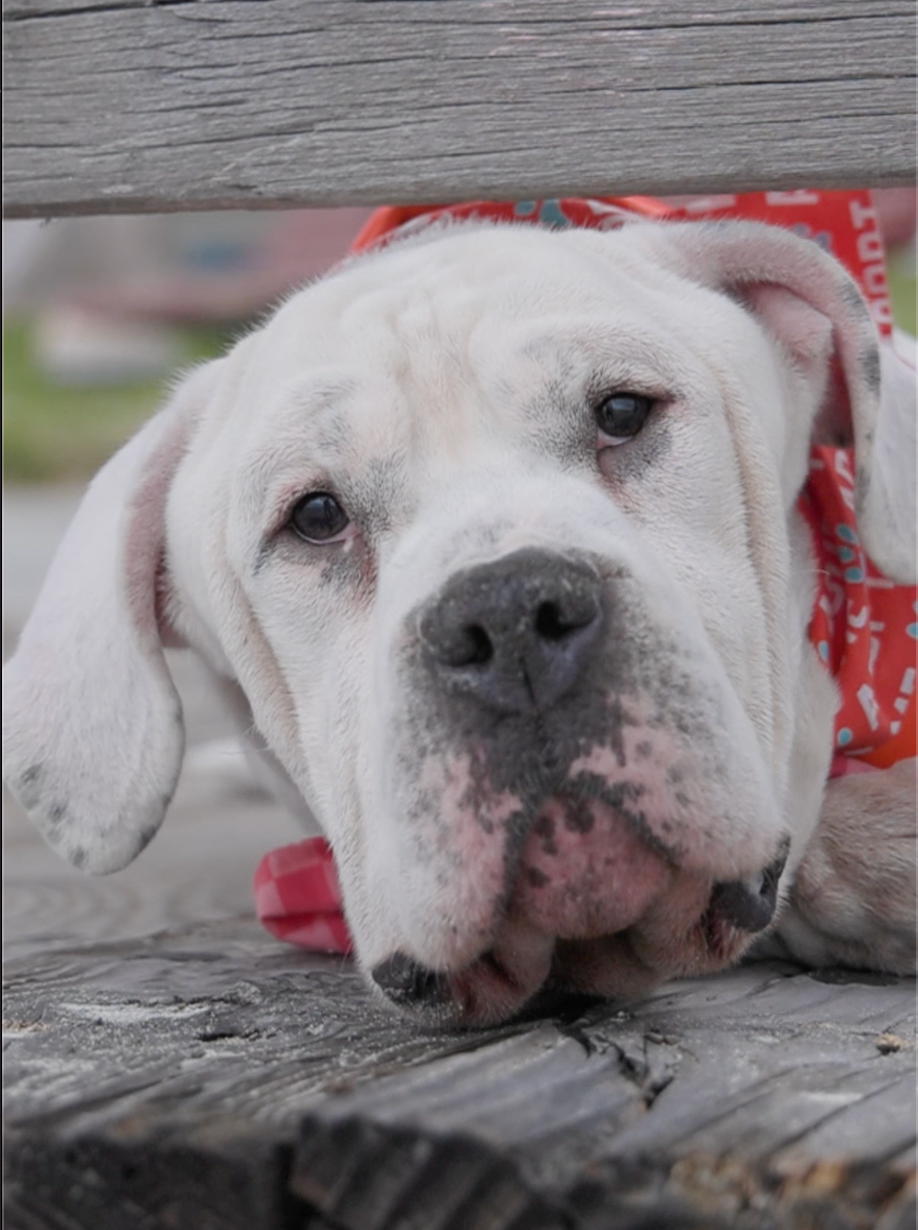 Abel, Bulldog/Mastiff Mix, wearing red harness, looking at camera