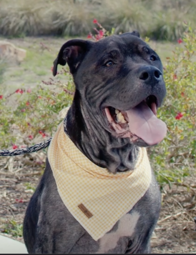Future, Mastiff/Labrador Retriever Mix, smiling at the camera and wearing a yellow bandana