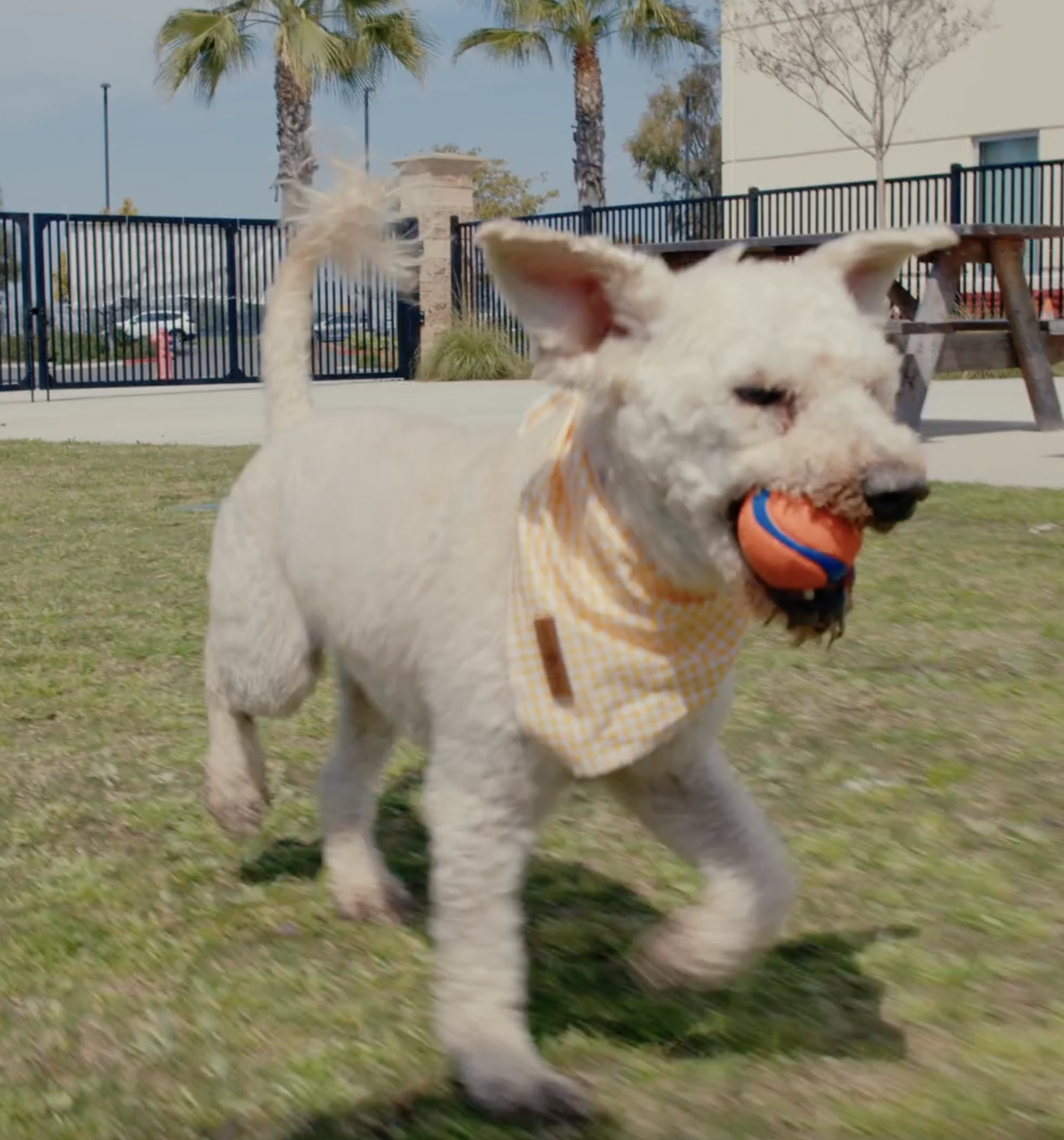 Shorty running with a ball in his mouth