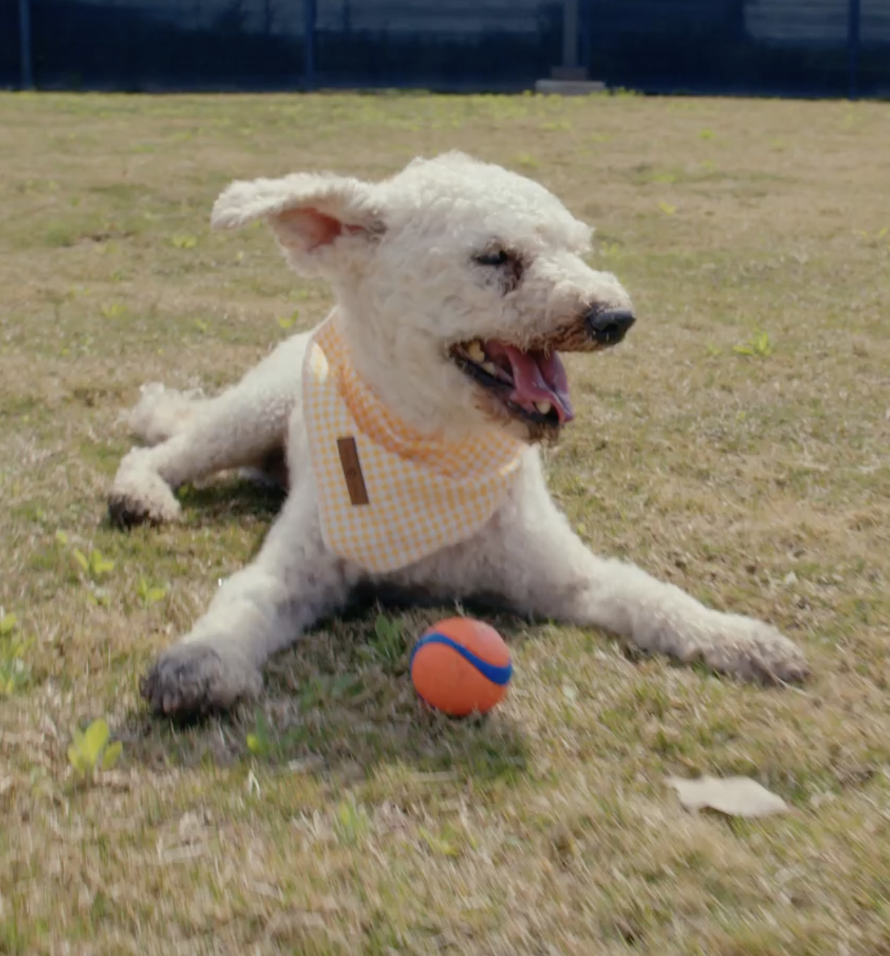 Shorty with his ball, wearing a yellow bandana