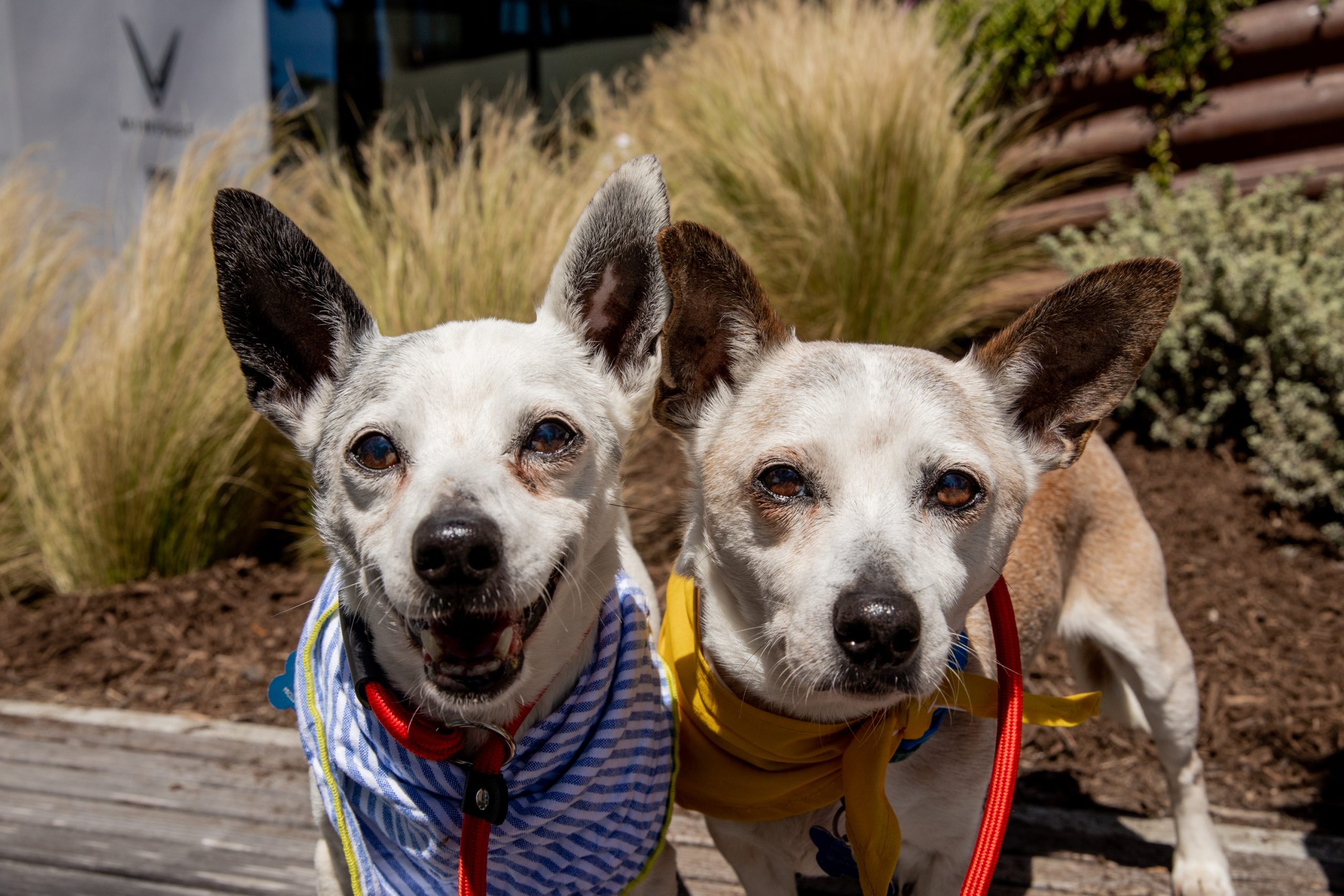 Abbott & Costello, Rat Terrier Mixes, smiling at the camera