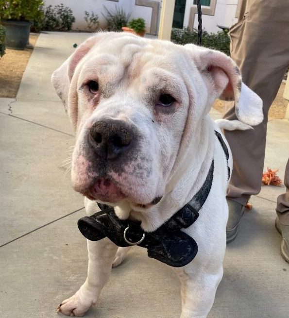 Abel, Bulldog/Mastiff Mix, looking into the camera