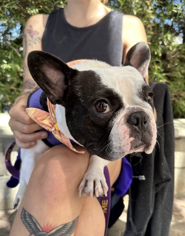 Poppy the Frenchie sitting on a girl's lap
