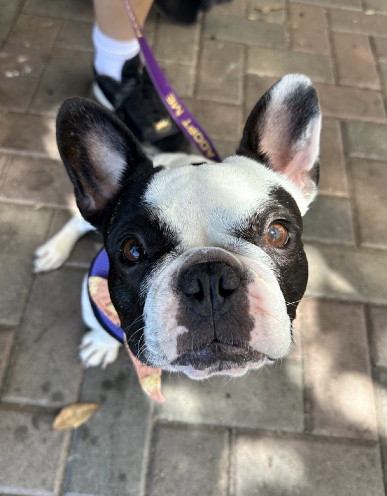 Poppy the Frenchie looking up at the camera
