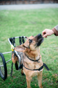 dog in wheelchair getting treats
