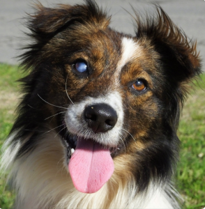 dog who is blind in one eye