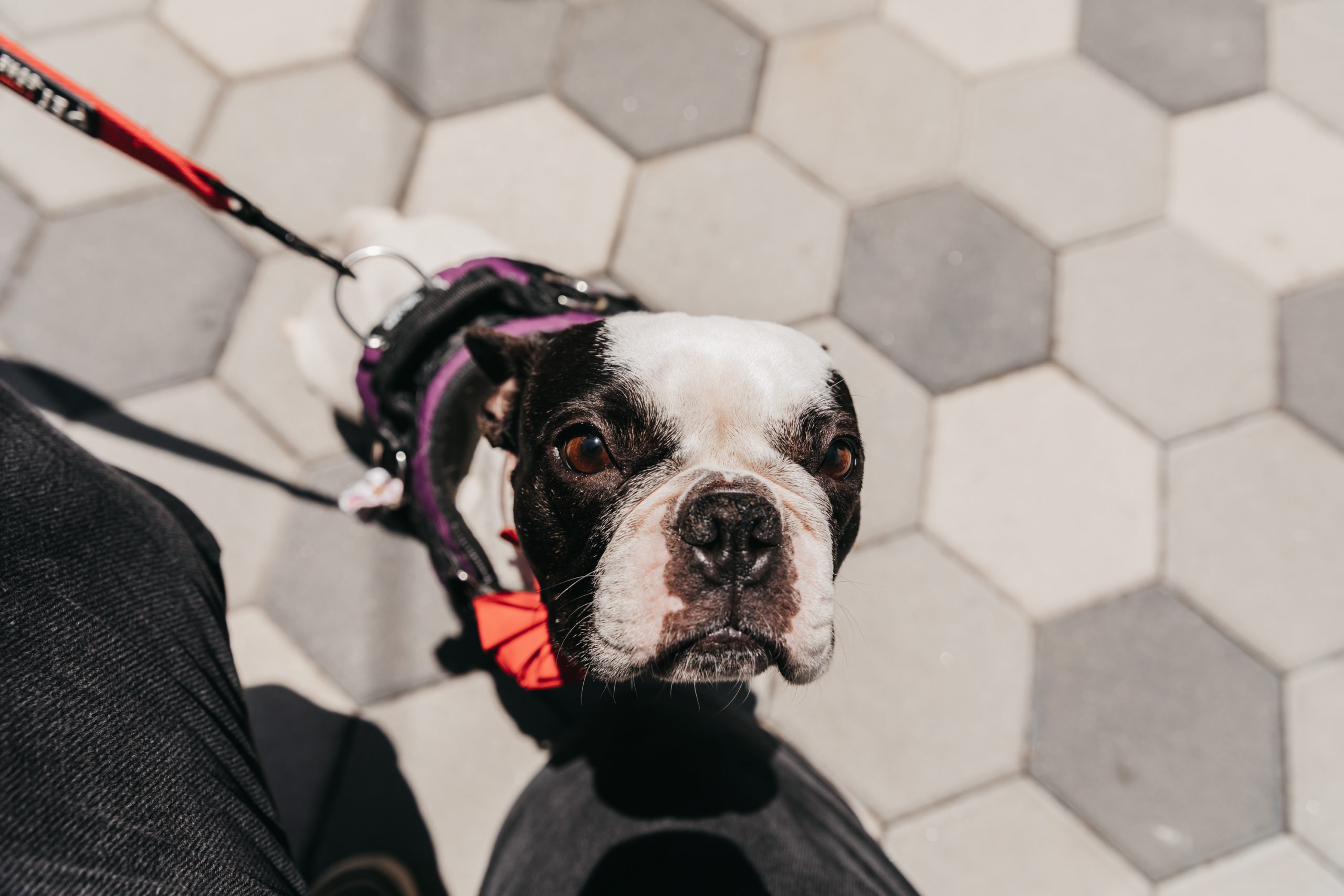 Penelope, black and white terrier mix, sitting outside on leash, looking up at the camera