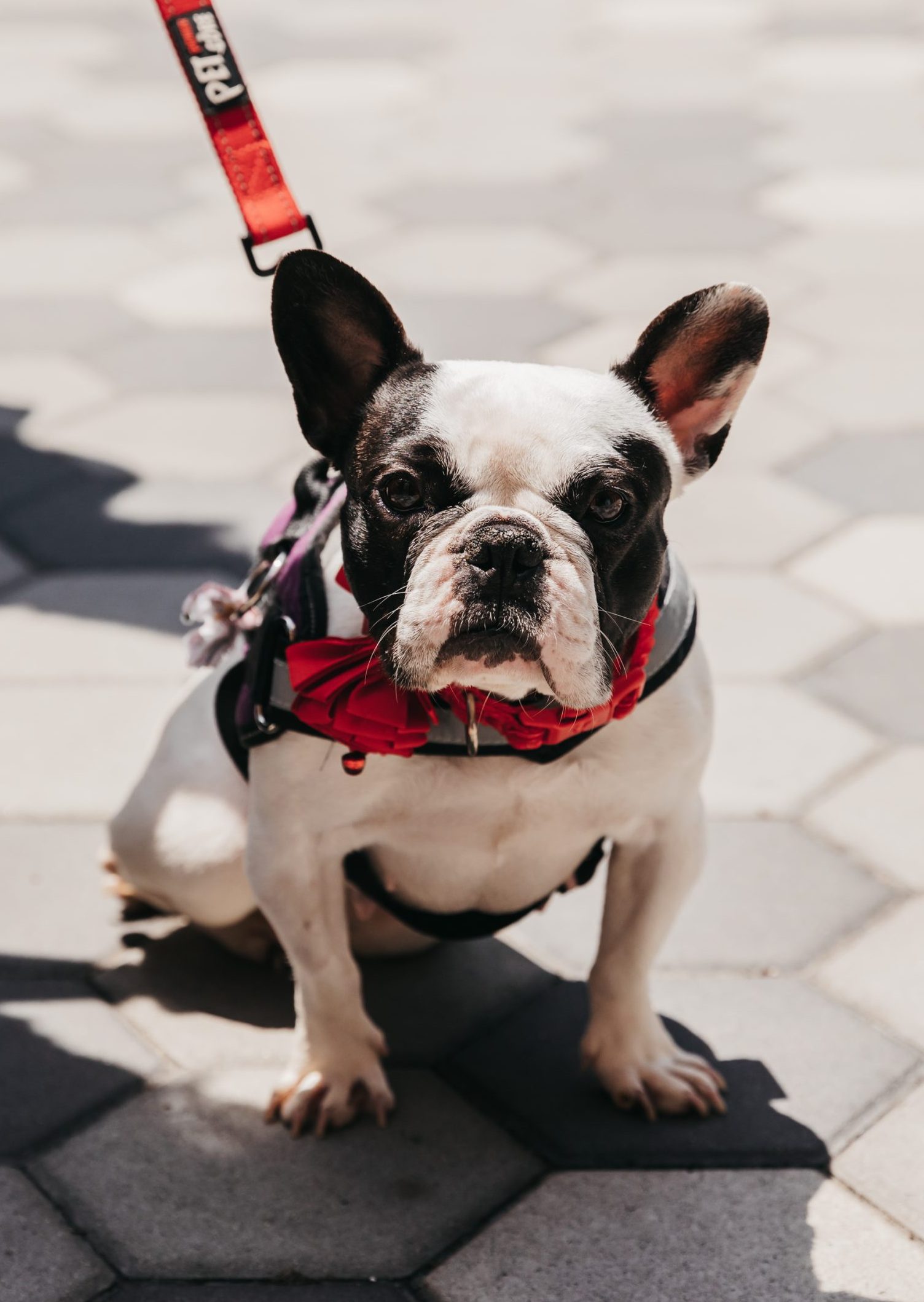 Black and white French bulldog in a red bow and leash looking at the camera