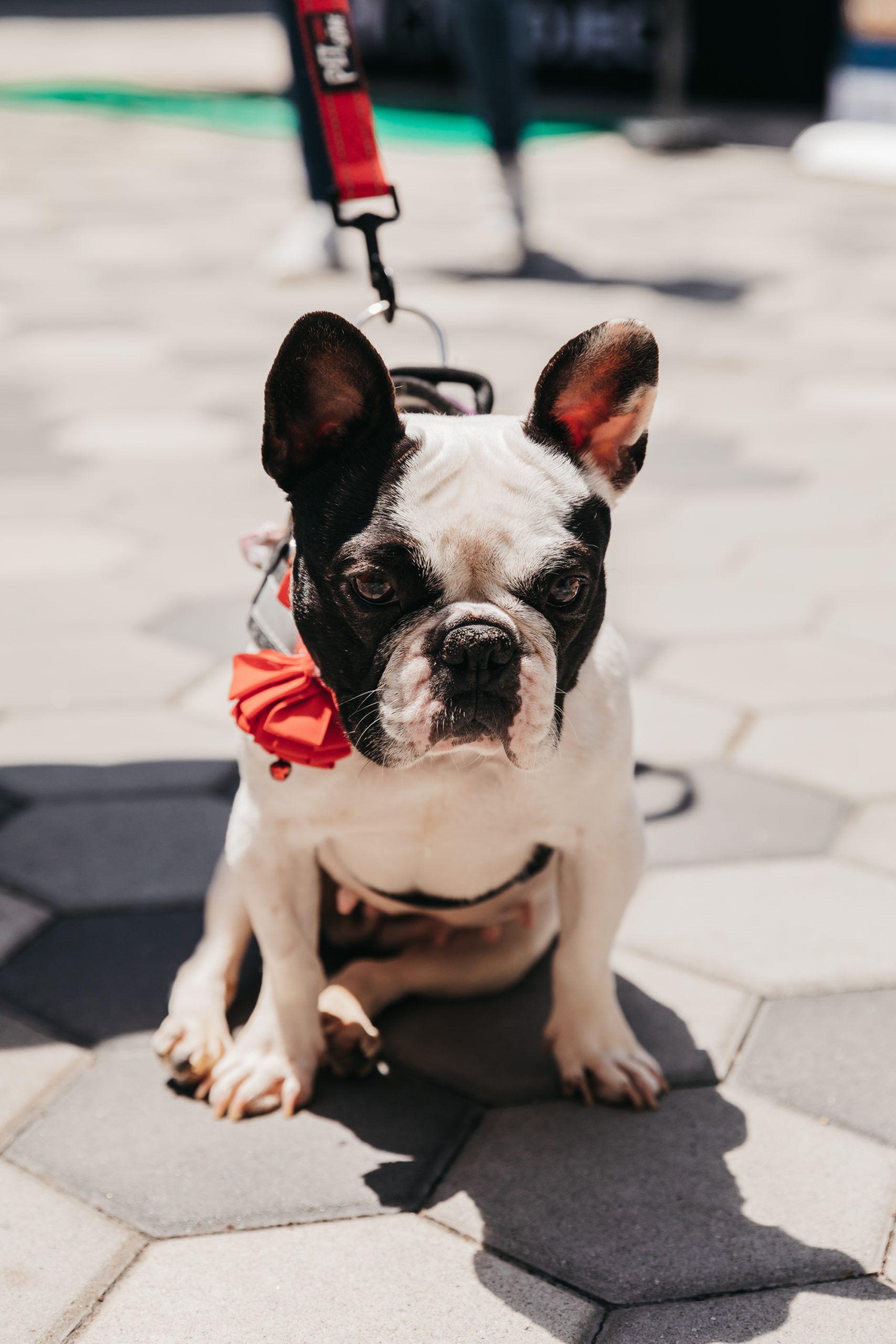 Poppy, black and white French, sitting outside on leash