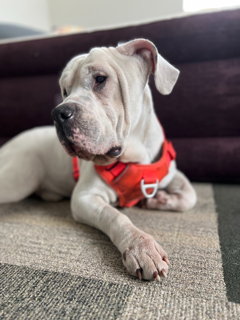 Abel, Bulldog/Mastiff Mix, wearing red harness, laying on the floor and looking to the side
