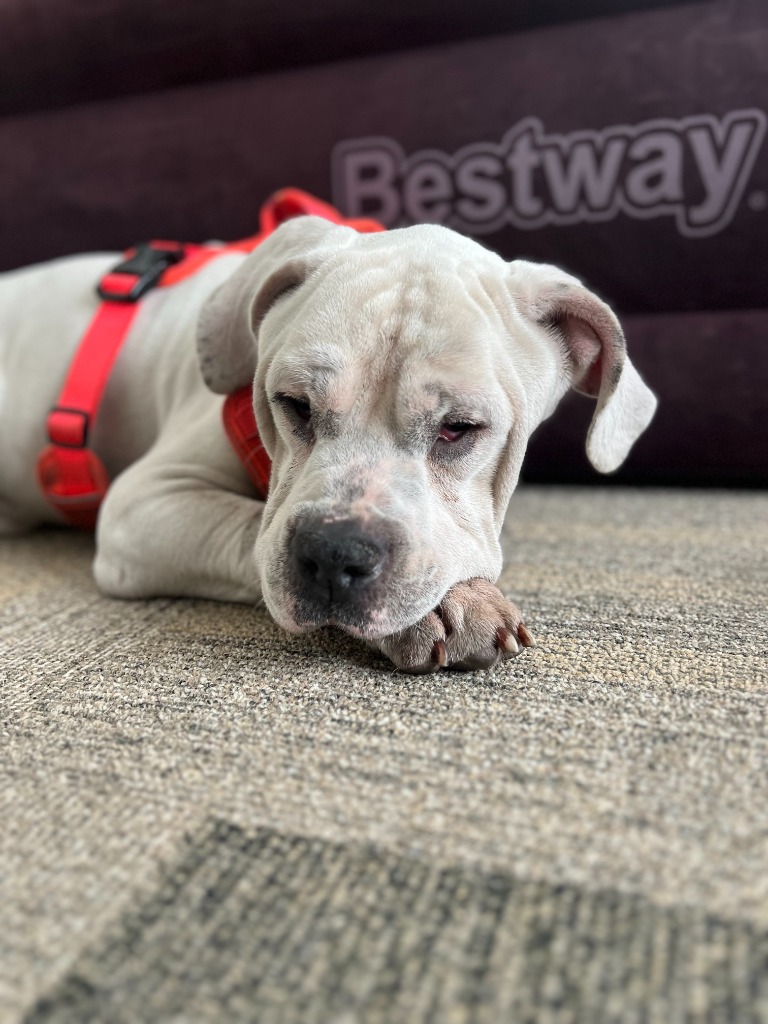 Abel, Bulldog/Mastiff Mix, wearing red harness, laying on the floor and looking into the camera