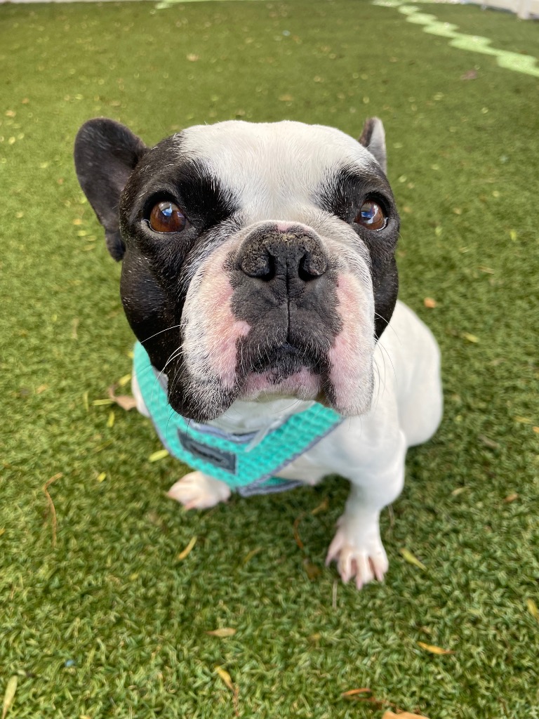 Penelope, black and white terrier mix, sitting on the grass and looking up at the camera