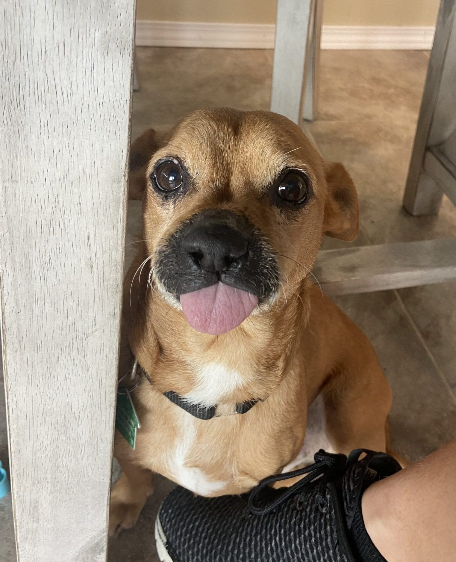 Chapo, Small 11 year old dog, sticking his tongue out