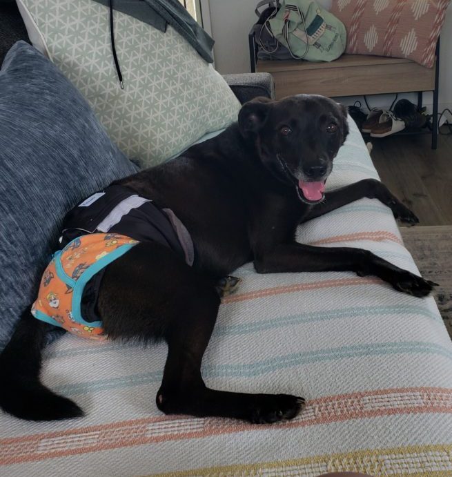 Sergeant the dog wearing a diaper on the couch