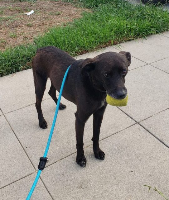 Sergeant the dog on a leash holding a toy in his mouth