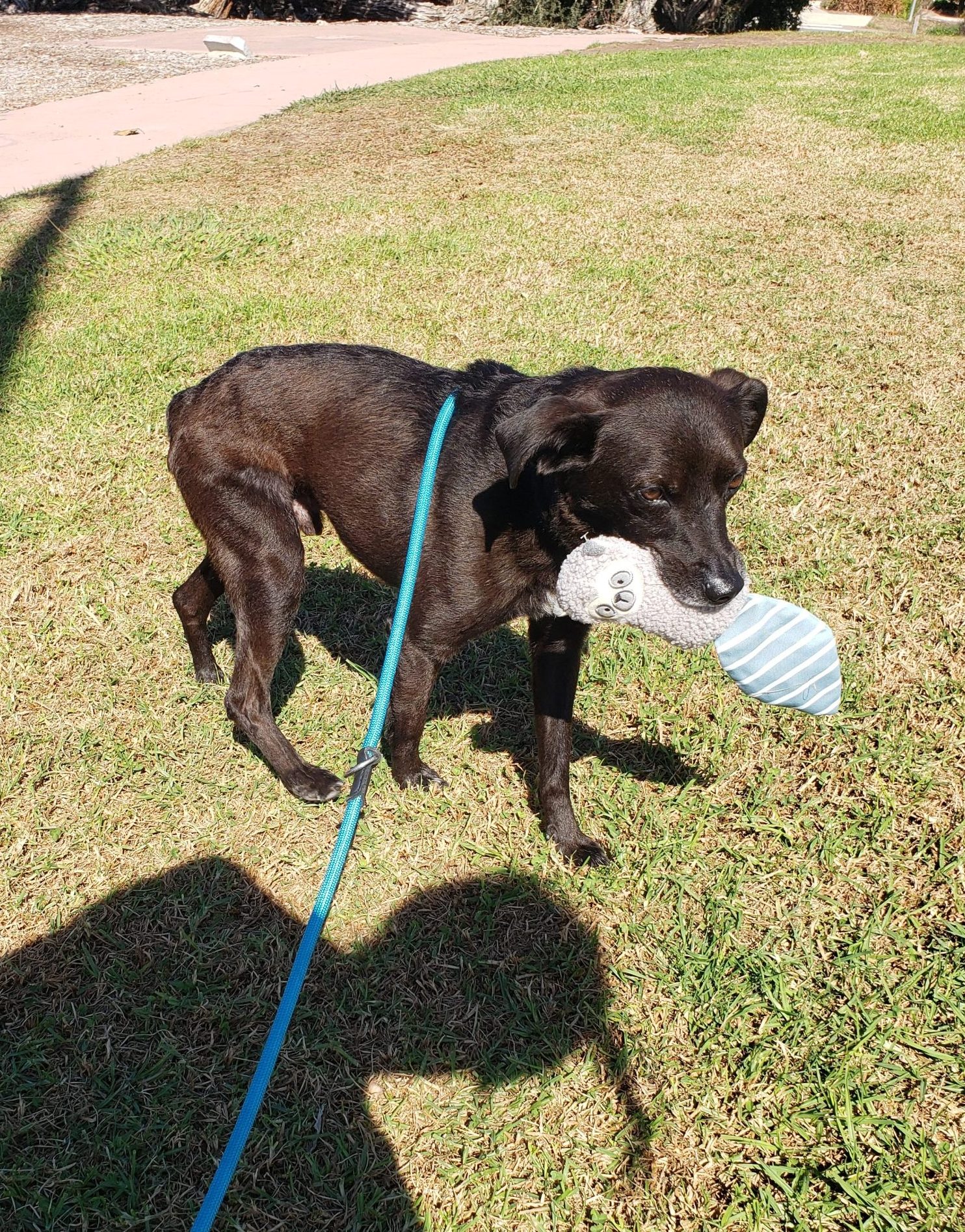 Sergeant the dog on a leash holding a toy in his mouth