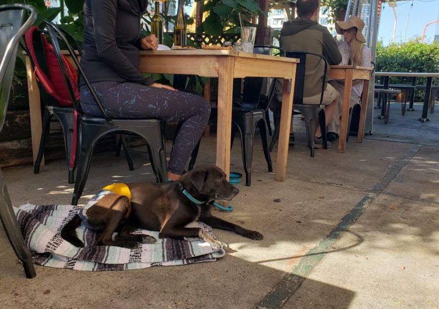 Sergeant the dog laying next to a table on a restaurant patio