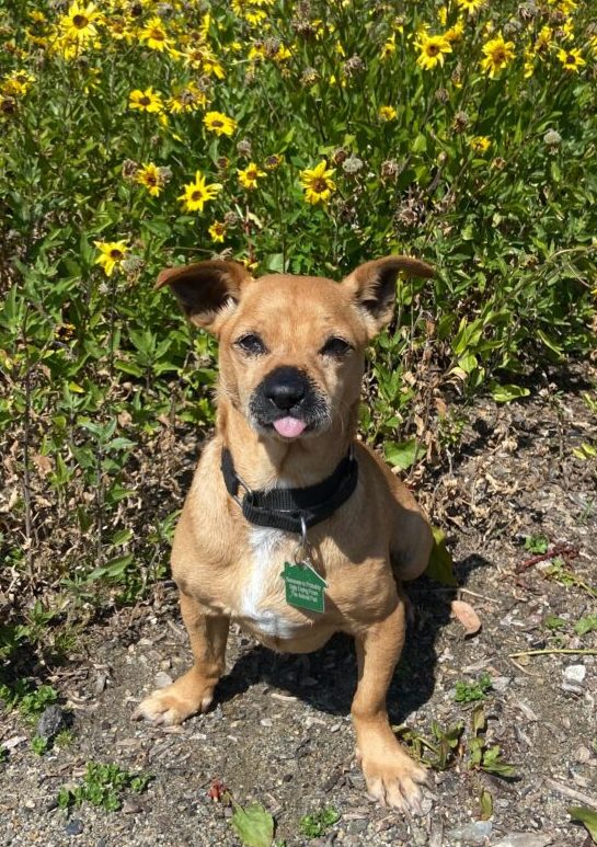 Chapo, Small 11 year old dog, in a field of flowers