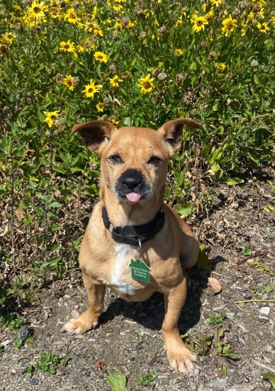 Chapo, Small 11 year old dog, in a field of flowers