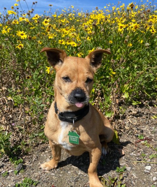 Chapo, Small 11 year old dog, in a field of flowers