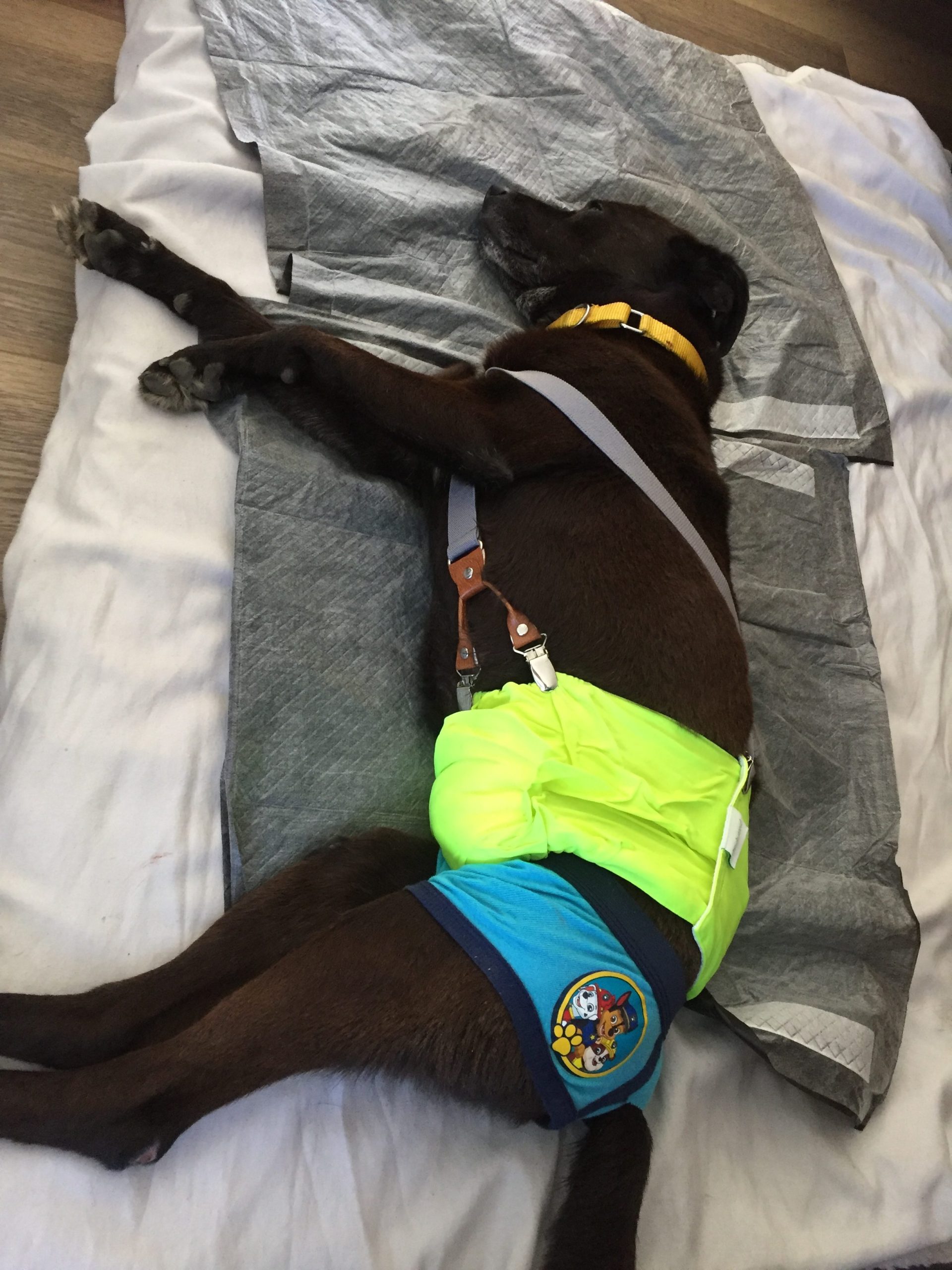 Sergeant the dog wearing a diaper on the couch