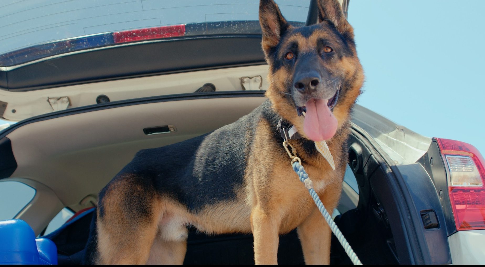 Yoshi in the car