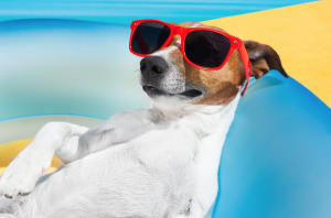 dog laying out with sunglasses on 