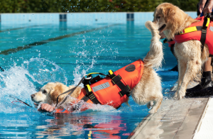 Golden Retriever jumping in pool