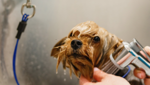 Dog bathing