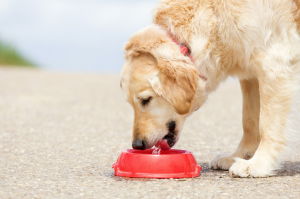 Dog drinking water